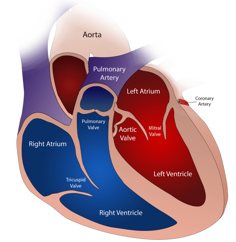 Circulatory System In Hindi